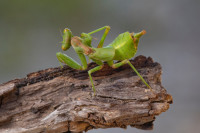/album/foto-adriano/mandite-hierodula-patellifera-jpg/